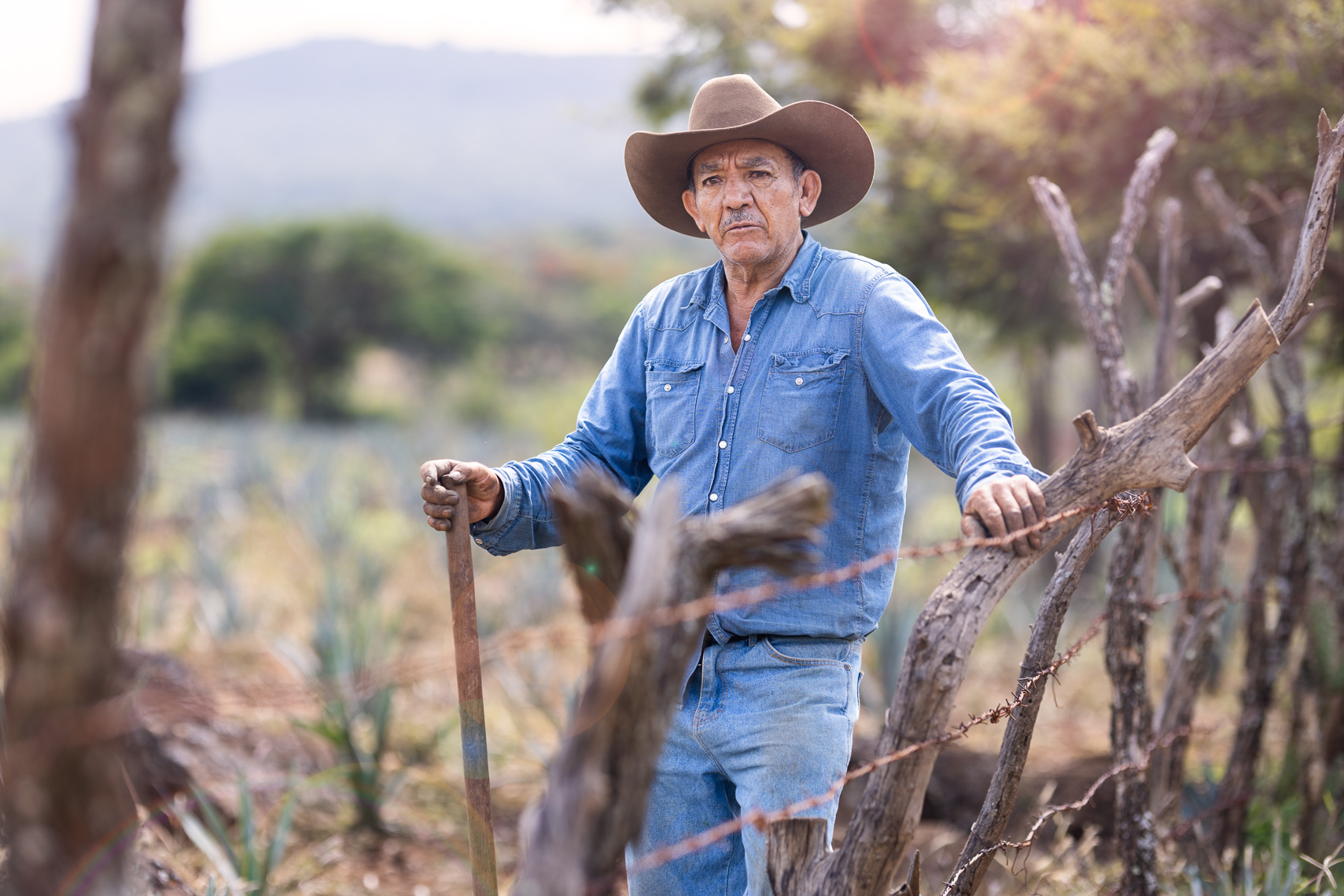 Agave farming - Michoacan, Mexico